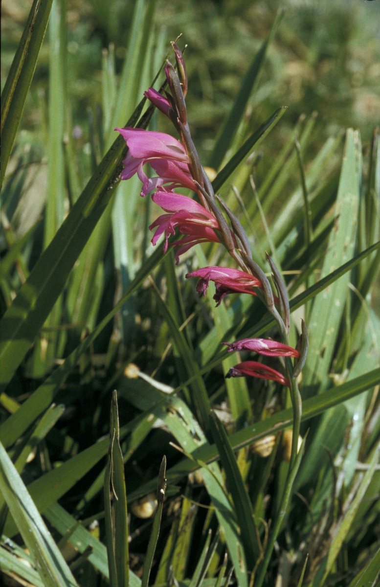 Gladiolus illyricus, Wild Gladiolus